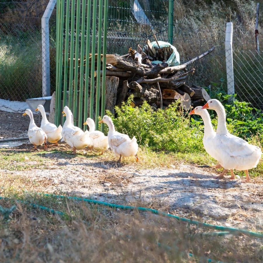 Gaia Kozbeyli Ξενοδοχείο Foca Εξωτερικό φωτογραφία